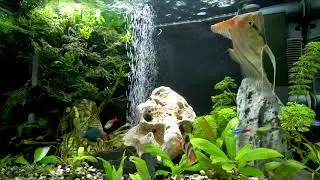 Juwel Primo 70L (2) - New stone and Additional oxygen for hot summer days