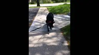 Josie can barely walk today