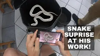 SNAKE SURPRISE IN HIS OFFICE!