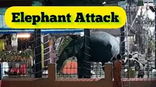 Elephant attack in Temple || December 19-2021|| Elephant || പൂജപ്പുരയിൽ ഉത്സവത്തിന് വന്ന ആന ഇടഞ്ഞു
