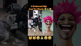 My Cat Can't Believe I let Him Work 🙏😂 #funny #cat #video