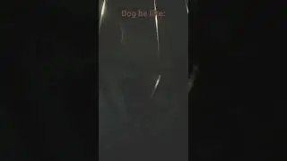 Dog be like: