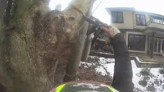 Why climb it ? When you have a throwline. Rigging a big branch