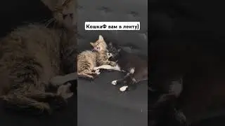 КошкаФ вам в ленту для настроения
