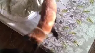 Лис Диего играет с кошкой Нэйей