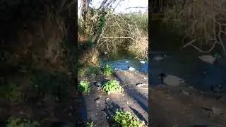 Q bonito se comunican los patitos observen y verán