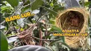 Hari ini apes sekali, kehilangan sarang, dapat anak juga mencurigakan 😫😫😫