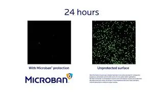 24-Hour Confocal Time Lapse Video