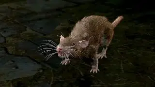 This Rat is my favorite Baldur's Gate 3 NPC