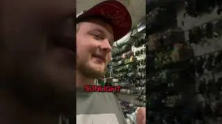 Пошел по стопам SUNLIGHT 