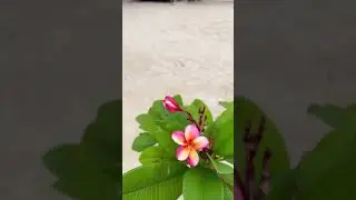 Check out a beautiful beach 