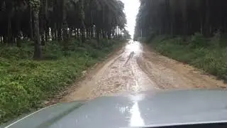 Kebun Kelapa Sawit