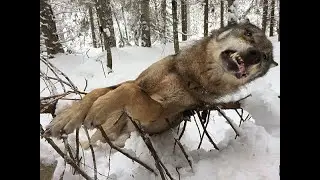 Охота на волк#охота#shortsfeed #аңшылық#тазы#shortsyoutube #shortvideo#shorts