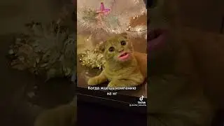 Кот говорящий рот. Когда ищешь компанию на НГ