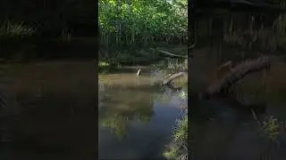Comenta se viu ela