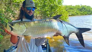 Fishing for BIG TARPON in the Mangroves