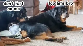 Dogs are spoiling the air again | Farting Dogs Compilation