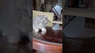 kitten Meow
