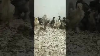 цыплята брама