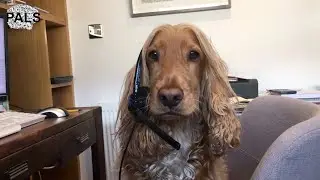 PALS at home video series - Duke the Dog (PALS Mascot & Therapy Dog)