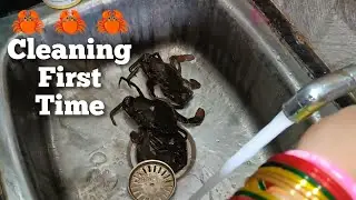 Cleaning Crab 🦀 First Time | Sunday Special