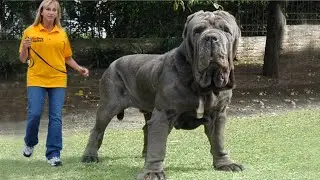 The Strongest Dog Breeds in the World