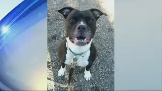 Pet Saver: Alison