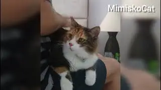 K*nky Cat Loves The Slaps in Her Bums