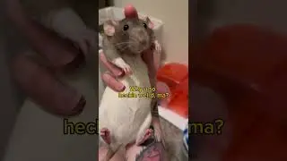 A good pet rat tolerates their human ❤️ 