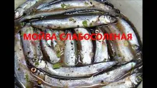 МОЙВА СЛАБОСОЛЕНАЯ.