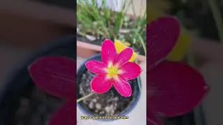 Zephyranthes Katherinae Rain Lily Zıpçıktı Yağmur Zambağı Sınırlı Sayıda #zephyranthes #zıpçıktı