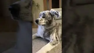 #akita #собака #akitainu #dog #animal #wolf #вакай #животные #собакаулыбака #dog #doglover