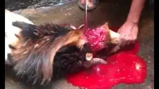 Sheep Slaughtered