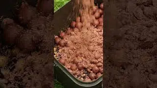 🍁 CARP FISHING – WHAT WILL YOU BE USING THIS AUTUMN? #dnabaits #shorts #carpfishinbg #secret7