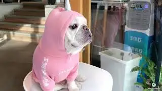 dog pink unicorn hoodie coat for french bulldogs