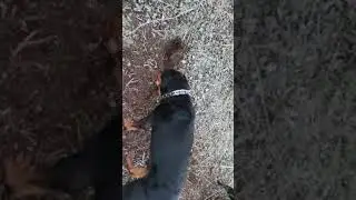 Борис и Чара ловят мышей на природе