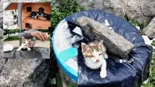 A kitten abandoned by humans can go blind at any time if its eyes are not treated.
