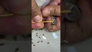 ahli cichlid fish is becoming a mother. 25 baby fish give birth by mouth. 💪🐳👍🙏 