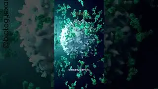 Virus trapped by Antibodies: Clash of the Titans #biology