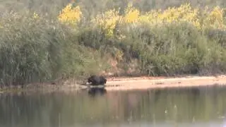 Природа Среднего Урала, Каменск-Уральский, за дамбой.
