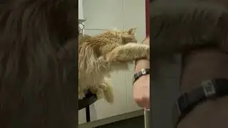 #cats
