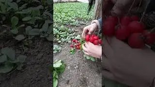 10 апреля 2023 г.