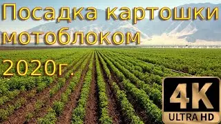 Посадка картофеля мотоблоком 2020г. 4К(UHD)  Planting potatoes with a motoblock