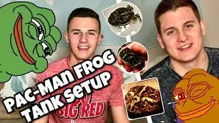 Pac-Man Frog Tank Setup!!!
