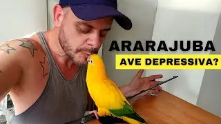 THINGS NOBODY TELLS YOU ABOUT ARARAJUBA