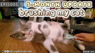 UPDATE: 5 months after adoption | Brush our cat @coastalcraftfilam