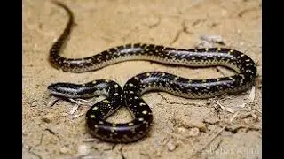 Amazing Snake apps Charming | Most Poisonous SnakeSnake Catchers: