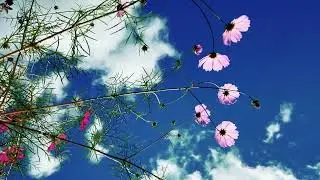 Lovely Flower And Sky View | Copyright Free Nature Background Video 2160p