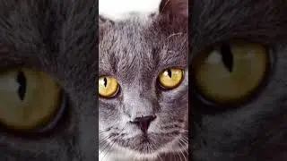 Рубинка|Эдит|Коты воители.