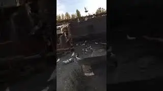 Голубый узбекский коконд